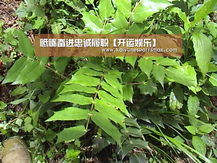 开运官网